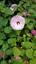 High angle view of multi colored flower blooming outdoors