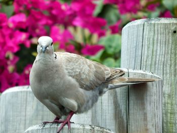 Close-up of bird perching on wood