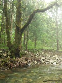 Scenic view of forest