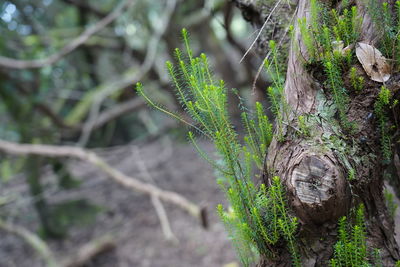 Close-up of moss growing on tree trunk