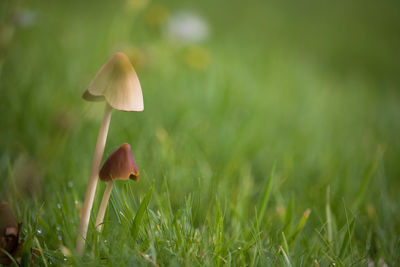 Close-up of mushrooms growing on grassy field