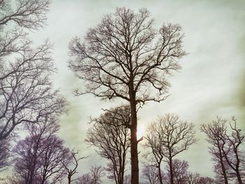 Low angle view of bare trees against sky