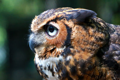 Close-up of owl