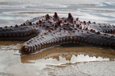 Close-up of starfish at beach