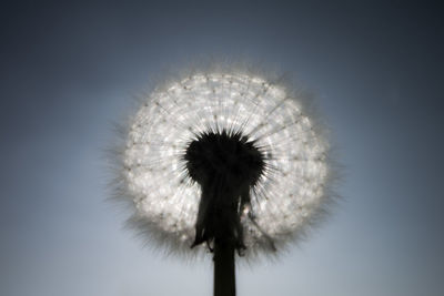 Low angle view of dandelion against sky
