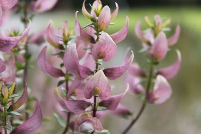 Close-up of pink flowering plant