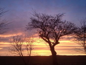 Silhouette of bare trees at sunset