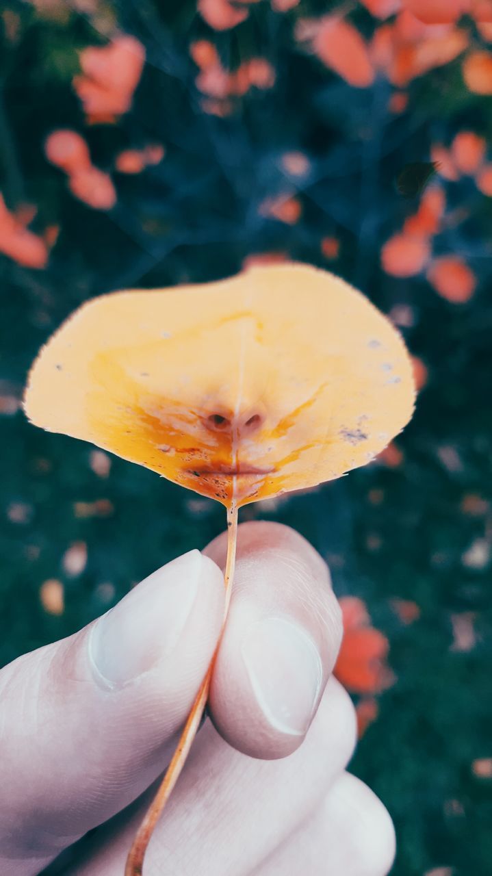 CLOSE-UP OF HAND HOLDING LEAF AT DUSK