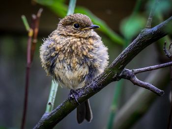 Close-up of a juvenile robin perching on branch