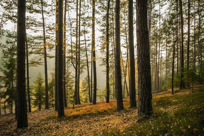 Forest in autumn, pine trees, forest with sunset