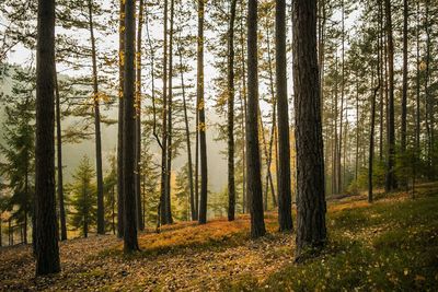 Pine trees in forest during autumn