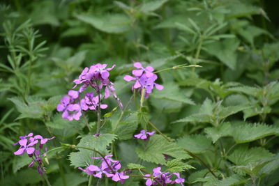 Close-up of pink flowering plant