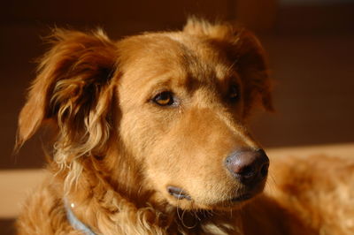 Close-up portrait of dog