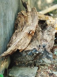 Close-up of tree trunk