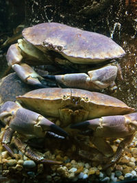 Close-up of fish in sea