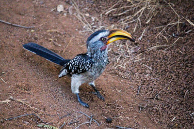 High angle view of bird on land
