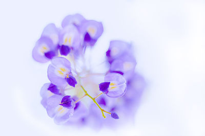 Close-up of purple flowering plant against white background