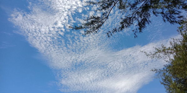 Low angle view of tree against blue sky