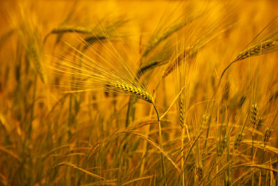 Close-up of wheat growing on field