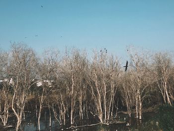 View of birds flying against the sky