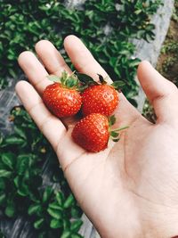 Close-up of hand holding strawberries