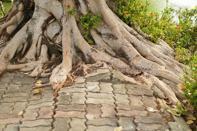 Close-up of tree trunk