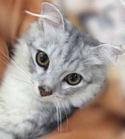 Close-up portrait of cat