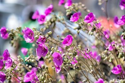 Close-up of pink flowers blooming outdoors