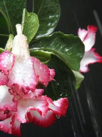 Close-up of pink flowers with dew drops