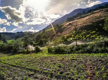 Scenic view of field against sky