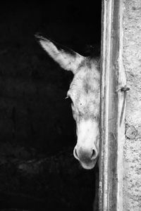 Donkey hiding behind wall