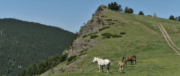 Horses grazing in a field