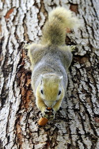 Portrait of squirrel on tree trunk