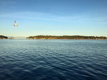 Bird flying over sea