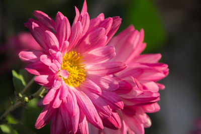 Close-up of pink flower