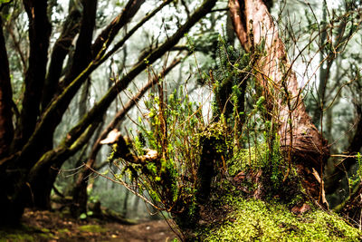 Close-up of moss growing on tree trunk