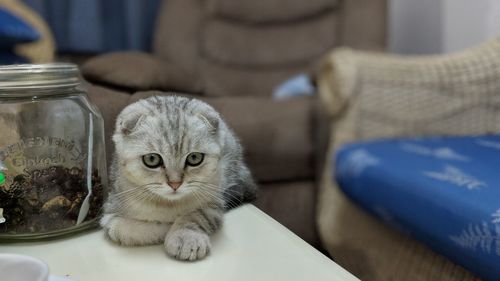 Close-up portrait of kitten on table