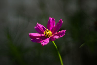 Close-up of pink cosmos flower blooming outdoors