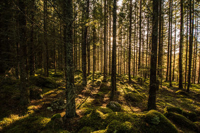 Pine trees in forest