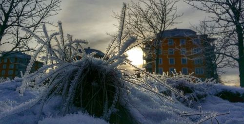 Snow covered trees in winter