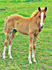 Horse standing on grassy field