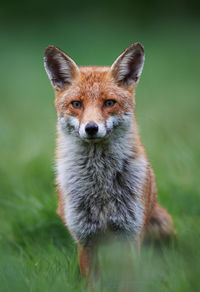 Close-up portrait of an animal