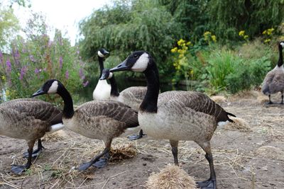 Ducks on riverbank