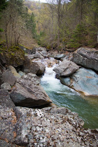 River flowing through forest