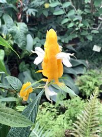 Close-up of yellow flower in garden