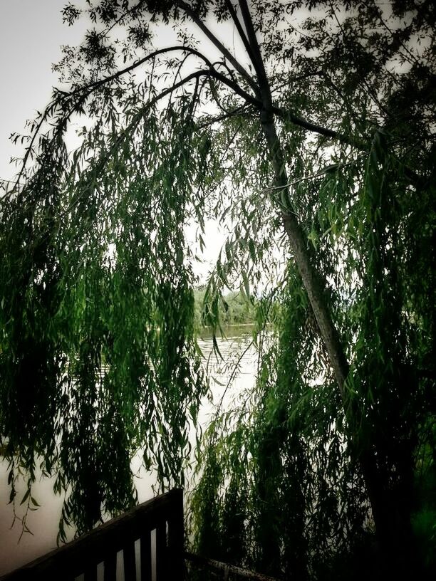 tree, water, branch, growth, tranquility, nature, tranquil scene, beauty in nature, built structure, lake, scenics, sky, architecture, reflection, river, railing, plant, day, no people, clear sky