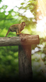 Close-up of squirrel on wood