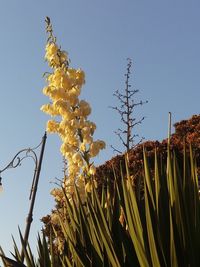 Low angle view of yellow flowers against clear sky