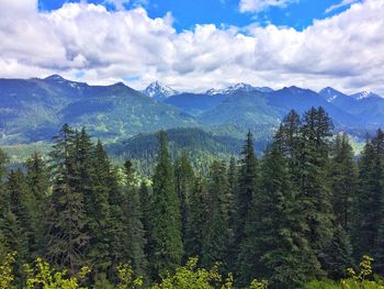 Scenic view of forest against sky