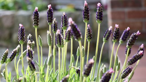 Close-up of purple flowers growing in field